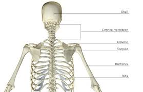 The lumbar spine connects to the thoracic spine above and the hips below. Upper Back Anatomy Anatomy Drawing Diagram