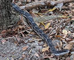 The water moccasin, or cottonmouth, is a venomous pit viper snake species found in southeastern parts of the united states. Snakes Of South Central Texas