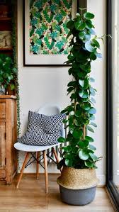 15 Plantes D Interieur Faciles A Bouturer En 2020 Plantes D Interieur Faciles Decoration Plantes Interieur Plante Interieur