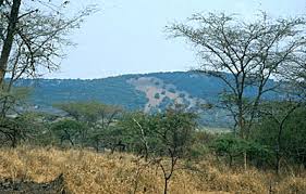 Image result for Acacia kirkii