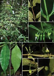 Image result for Pavetta sp. F