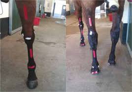 My mare has bed sores on her hocks and i can't get them to go away. The Nurse S Role In The Management Of Equine Limb Wounds The Veterinary Nurse