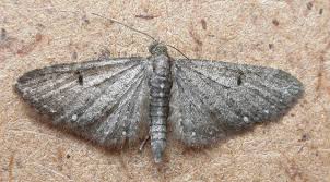 Image result for Eupithecia tripunctaria
