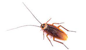 Whether you have rodents, bed bugs, termites, cockroaches, or any other pests, you can rely on pest control pros to take care of it, we are available 24 hours a day, 7 days a week for your longview, wa. Signs Of A Cockroach Infestation Interstate Pest Management