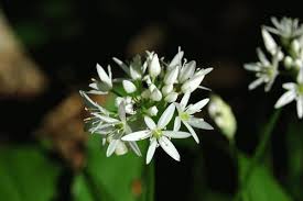 It's not just that it what really makes the wild onion (allium canadense) such a big threat to your garden is that unlike other plants that propagate using only seeds, this weed. Wild Onion Flower Photo
