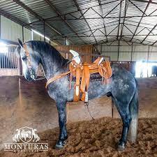 hacemos posible que el jinete y su caballo sean una sola pieza gracias a la silla que los conecta orgull sillas de montar videos de caballos razas de caballos