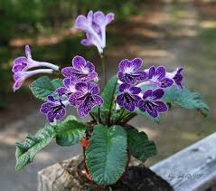 Image result for Streptocarpus kamerunensis
