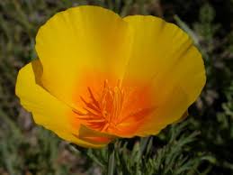 Image result for Eschscholzia