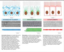 Cell Bio Exam 5 Flashcards Quizlet