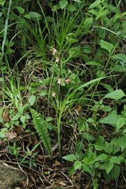 Image result for Eulophia sp. nov.