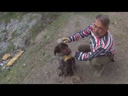 En Iyi 10 Av Kopegi Irklari Youtube