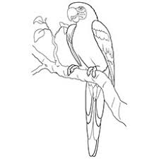 Free baby parrot coloring page to download or print, including many other related parrot coloring page you may like. 25 Cute Parrot Coloring Pages Your Toddler Will Love To Color