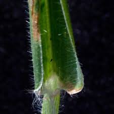 Image result for Urochloa brachyura