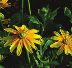 Image result for Berkheya bipinnatifida