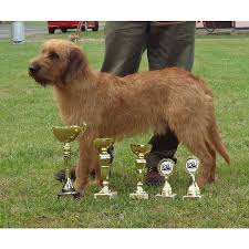 Image result for štýrský brakýř