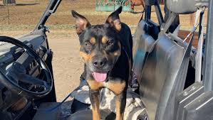 Fundraiser by Kade Hiller : Emergency Care for Ryder the Ranch Dog