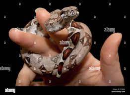 Baby Boa Constrictor In Hand Stock Photo Alamy