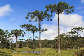 National roof over your head day in 2021. Araucaria Description Species Britannica