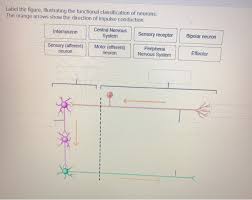 Solved Label The Figure Illustrating The Functional Chegg Com