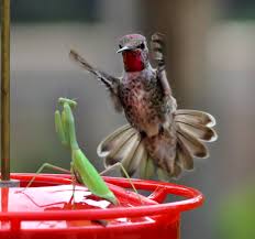 Check spelling or type a new query. Anna S Hummingbird Birdwatching