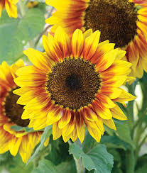 This sunflower farming guide includes growing methods, planting seeds, planting depth, best 4.2 best soil for sunflowers. How To Grow Sunflowers Gardening Tips Advice Annual Flowers Burpee Com