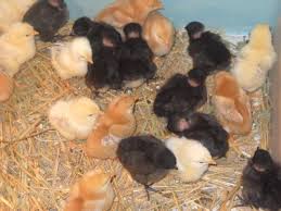 Pui de carne de o zi in toate magazinele agroland! Pui Din Rasa Mixta Marca Agroland Hu1anito