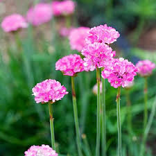 15 top native plants of southern california. Knock Out Native Plants Native Plants California Native Plants Plants