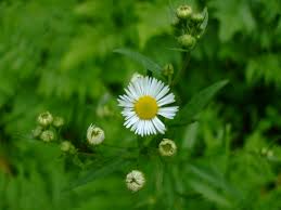 Image result for Erigeron steudelii
