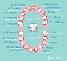 Baby Teething Chart What Order Do They Come In Tooth