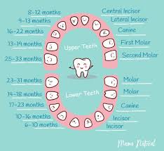 baby teething chart what order do they come in tooth