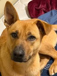 Adoptable Animals | City of Bloomington, Indiana