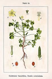 Image result for Oxalis corniculata