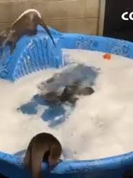Baby otter takes a bath! Otters Celebrate National Bubble Bath Day At Columbus Zoo Wsyx