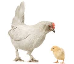 как вырастить цыпленка из яйца в домашних условиях без инкубатора Kak Vyrastit Cyplenka Iz Yajca V Domashnih Usloviyah Bez Inkubatora Sovety Dlya Nachinayushih Uhod I Kormlenie