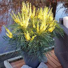 And when the fragrant blooms release their scent, it's a heavenly occasion. Buy Mahonia Soft Caress Shrub J Parker Dutch Bulbs
