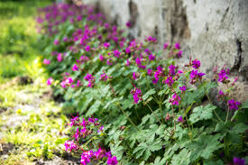 Check spelling or type a new query. Landscape Maintenance Perennials And Annuals You Can Grow In The Shade In Needham Ma Wenzel Inc