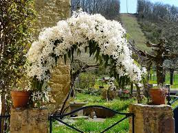 To become a pruning expert, check out our pruning directions on the right. Clematis Armandii Armand Clematis Evergreen Clematis North Carolina Extension Gardener Plant Toolbox