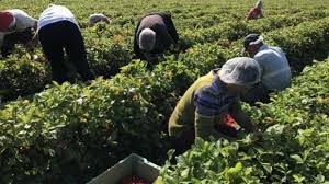 Subventii apia 2017 pe hectar. Apia Primii Zece Beneficiari De SubvenÈ›ii Din AgriculturÄƒ Au Incasat Anul Trecut Circa 30 Milioane Euro Hotnews Mobile
