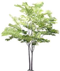 How To Draw A Tree Tree Drawings Pencil Tree Drawing Landscape Drawings