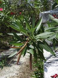 Image result for Nerium