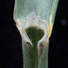 Image result for Trichoneura schlechteri