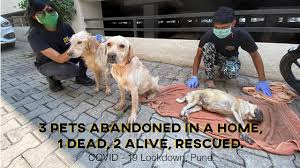 Browse thru thousands of golden labrador dogs for adoption near in usa area, listed by dog rescue golden retriever lab mix puppies male and female. Abandoned Pet Dogs Rescued From A Home During Covid 19 Lockdown In Pune Animal Rescue India Youtube