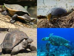 Turtle Wikipedia