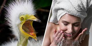 Your Inner Messed-Up Bird Morning Routine Quiz