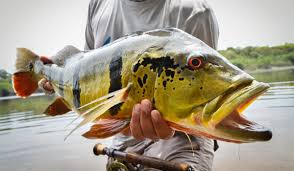 The most common species, the butterfly peacock bass, is usually somewhere between these sizes, and their weight varies from 6 to 15 pounds. Fly Fishing For Payara And Peacock Bass Tail Fly Fishing Magazine