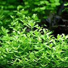 Di samping itu, tanaman aquascape yang satu. Jenis Tanaman Aquascape Tanpa Co2 Mudah Perawatannya Faunadanflora Com