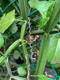 Image result for Cissus quadrangularis