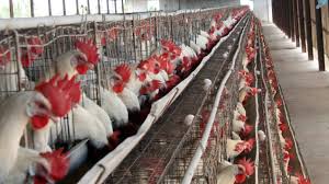 On 13 november 2007 turkeys at a farm on the. Sweden S Kalmar County To Cull 1 3 Million Chickens Due To Bird Flu Outbreak The Weather Channel Articles From The Weather Channel Weather Com