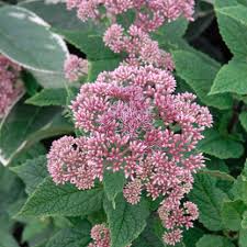 Image result for Jeffreya petitiana