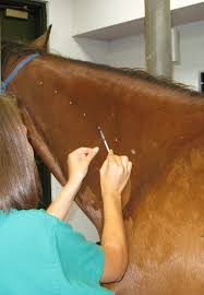 Image result for Anhidrosis